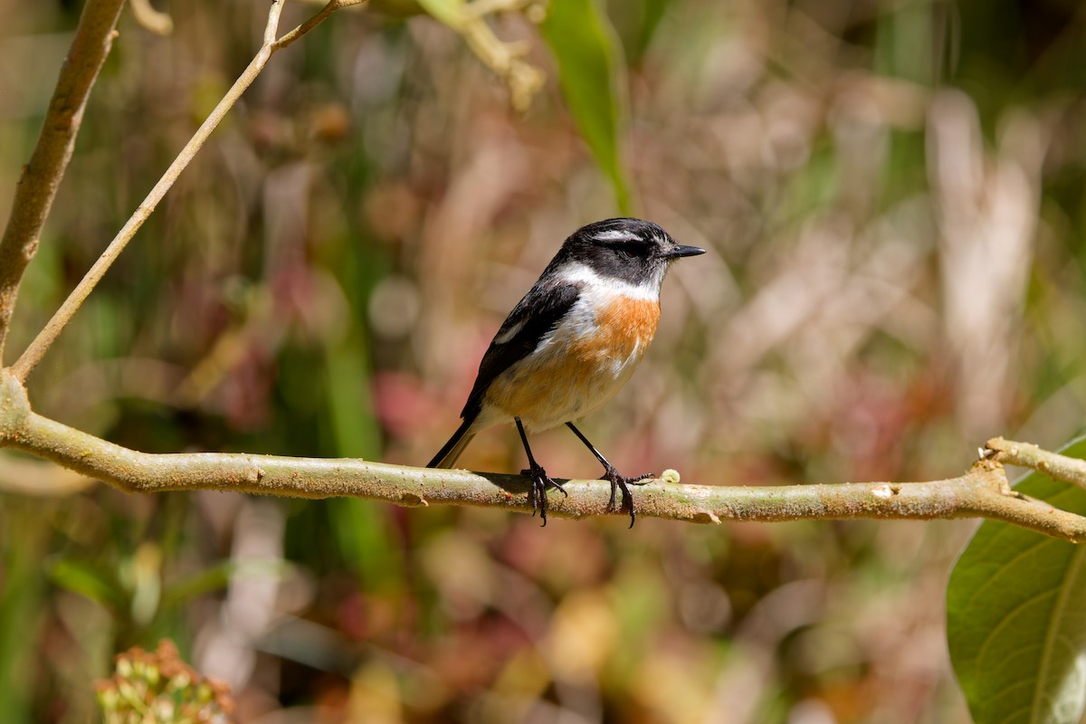 Reunion Stonechat - ML645656593