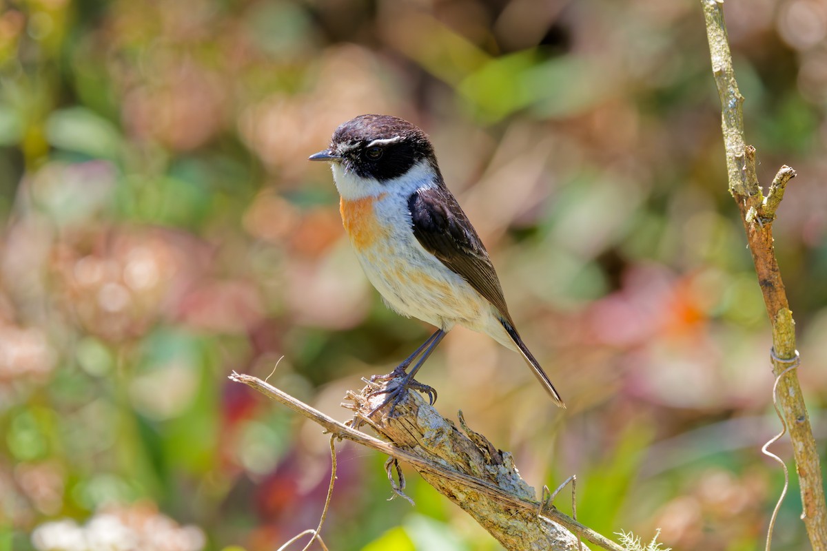 Reunion Stonechat - ML645656595