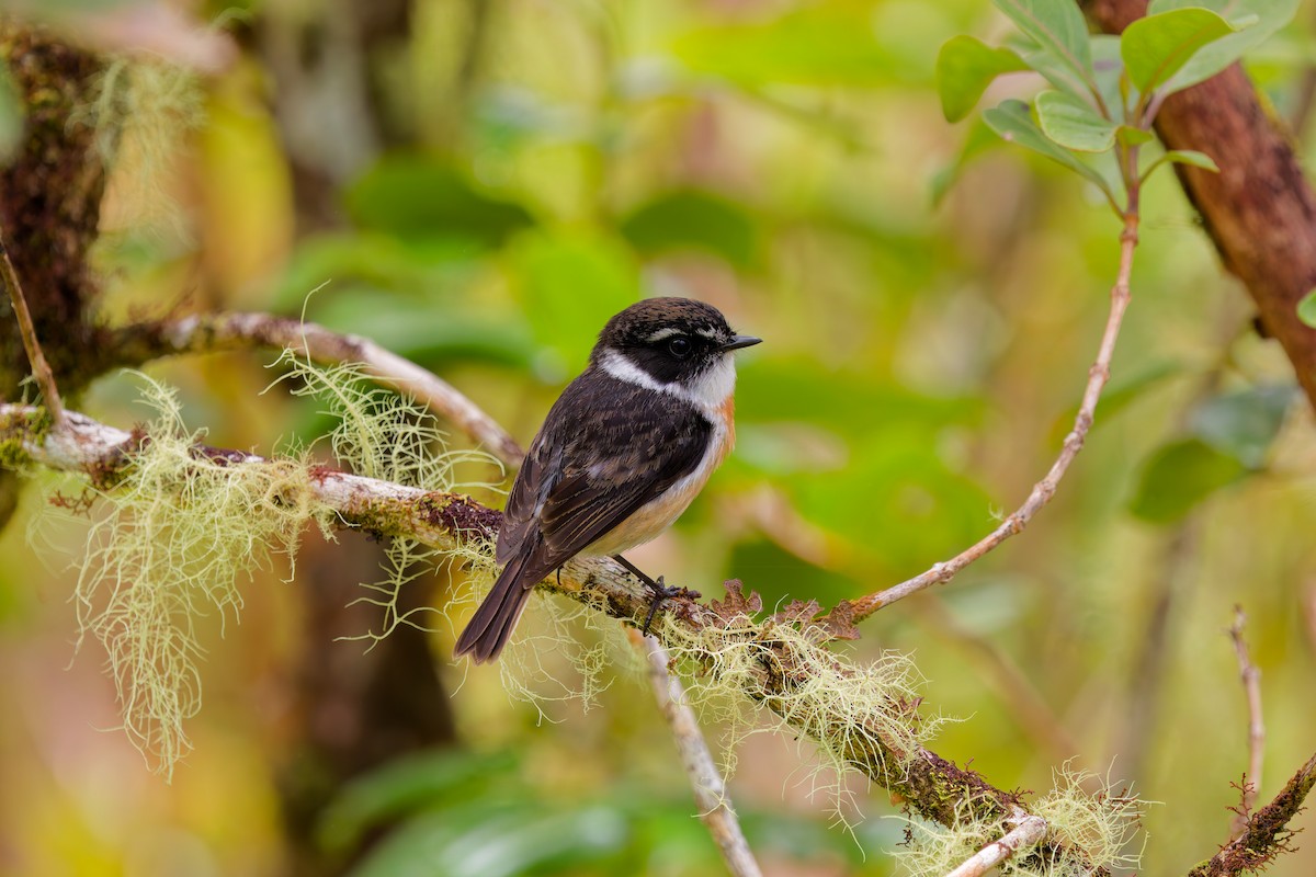 Reunion Stonechat - ML645656596