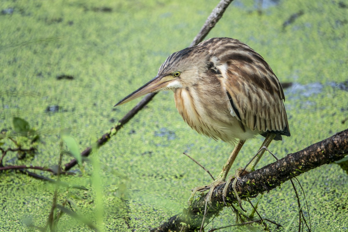 Yellow Bittern - ML645656599