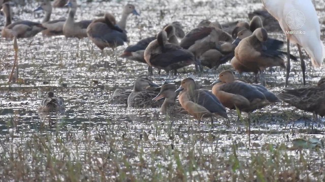 Schnatterente - ML645656602