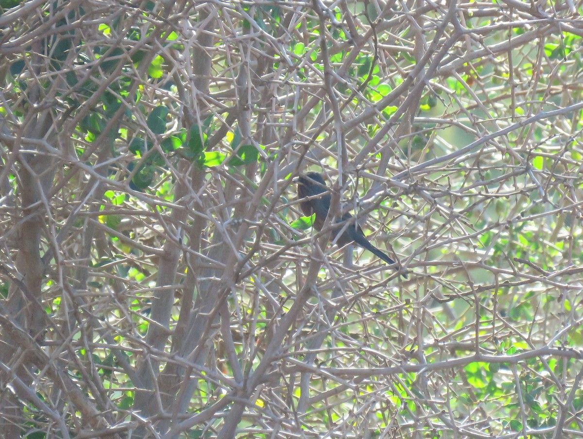 Magnanina comune - ML645656605