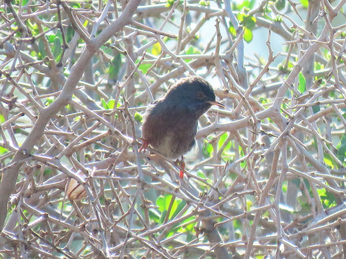 Magnanina comune - ML645656606