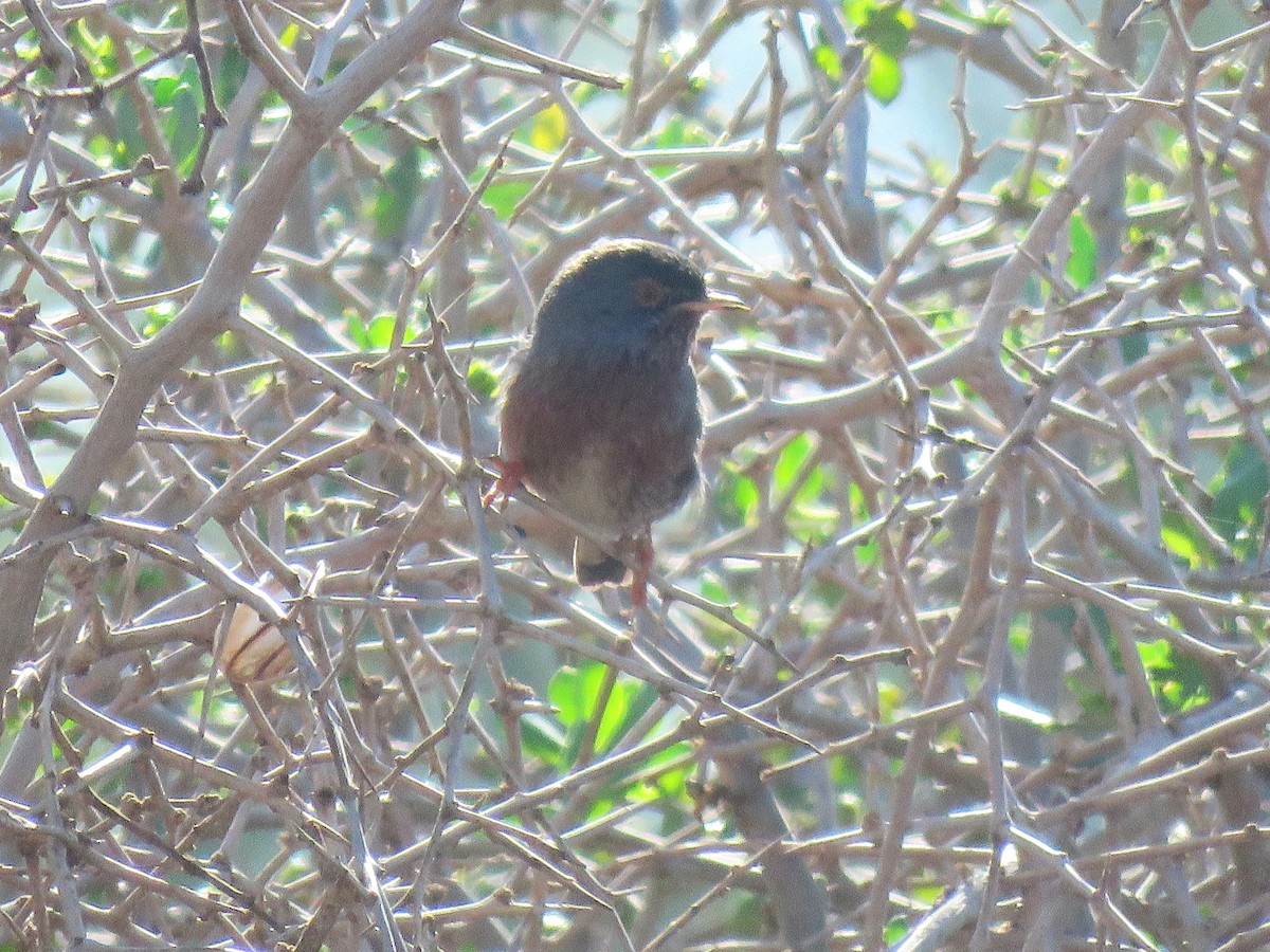 Magnanina comune - ML645656607