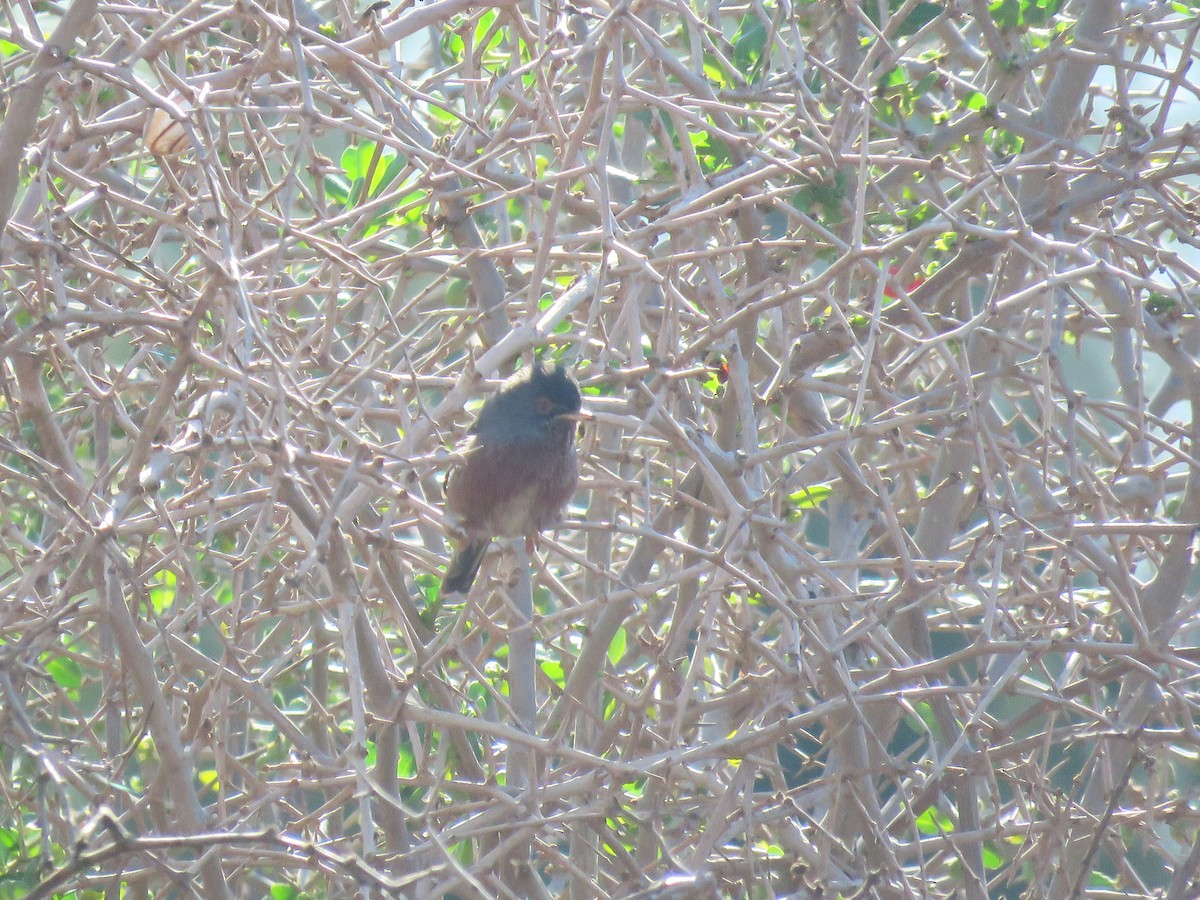 Magnanina comune - ML645656608