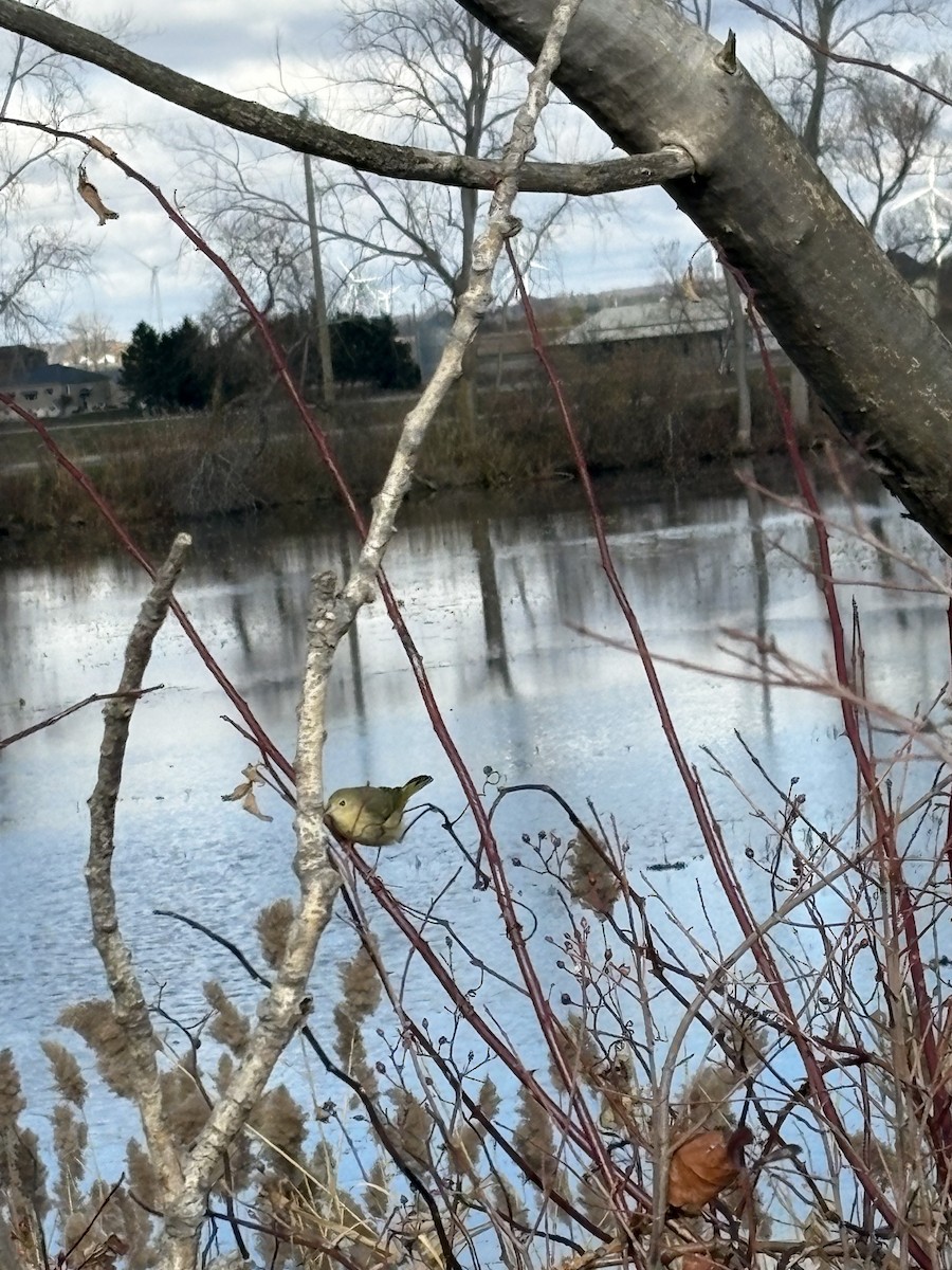 Northern Yellow Warbler - ML645656617