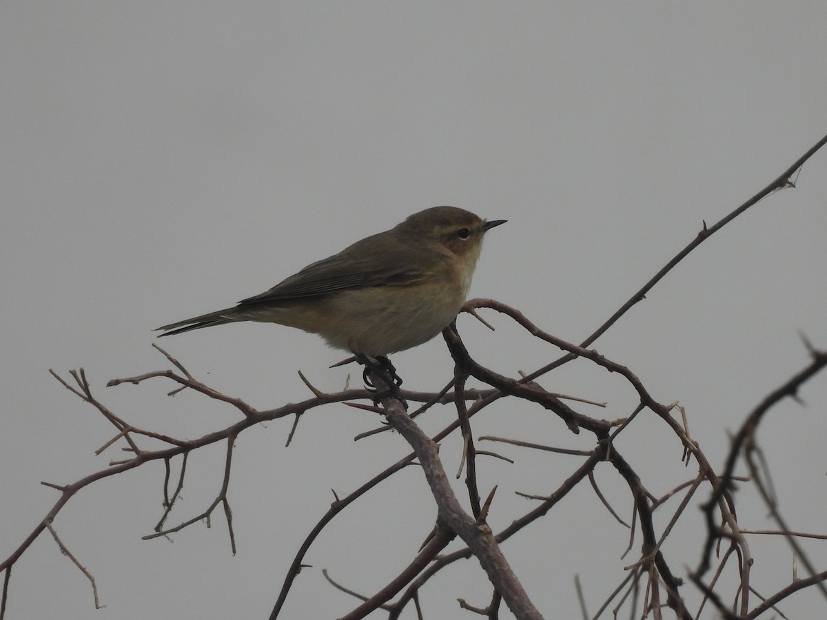 Common Chiffchaff - ML645656625