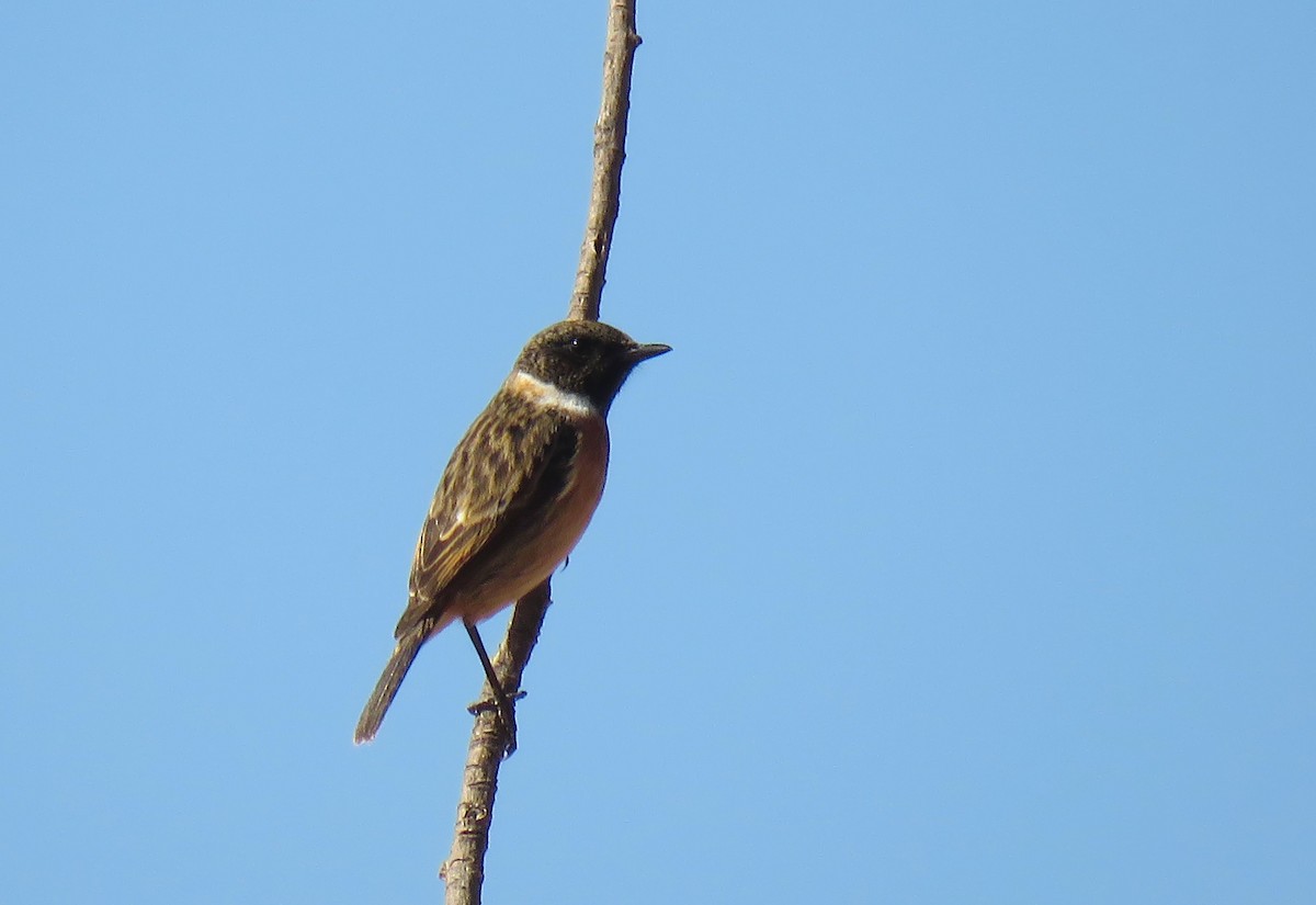 European Stonechat - ML645656628