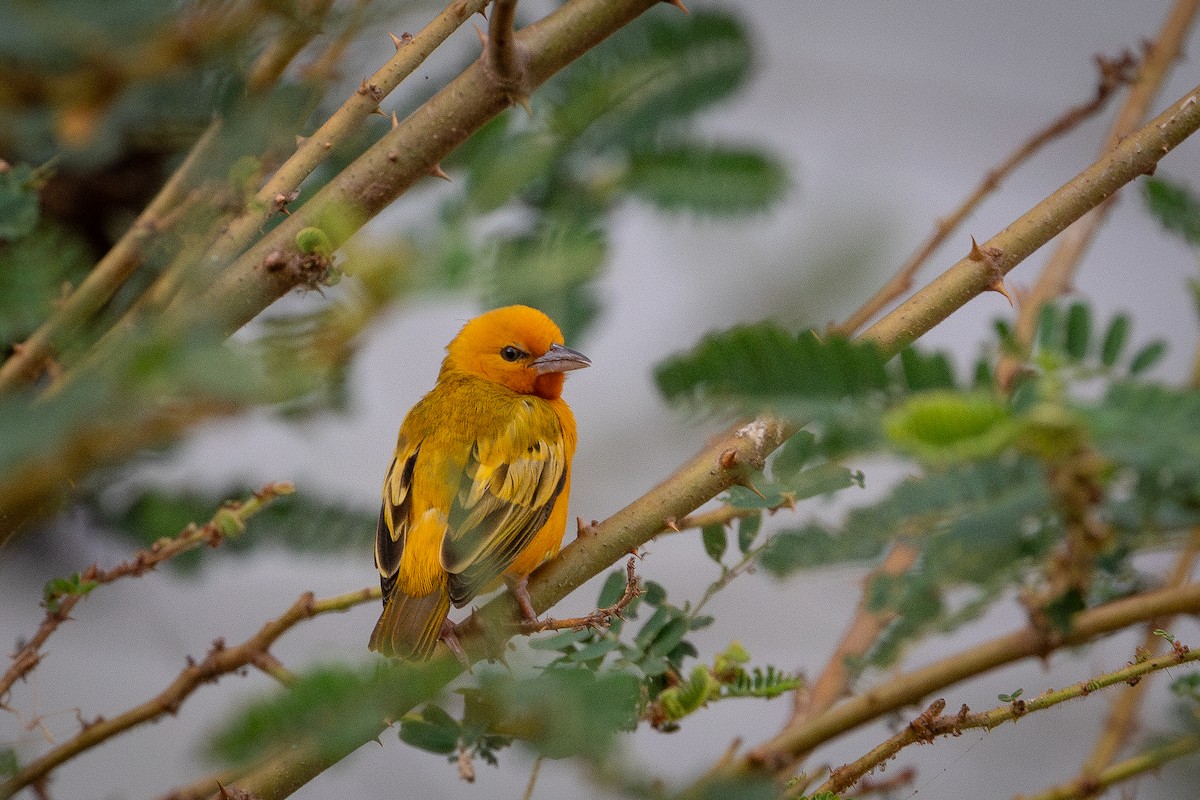 Orange Weaver - ML645656630
