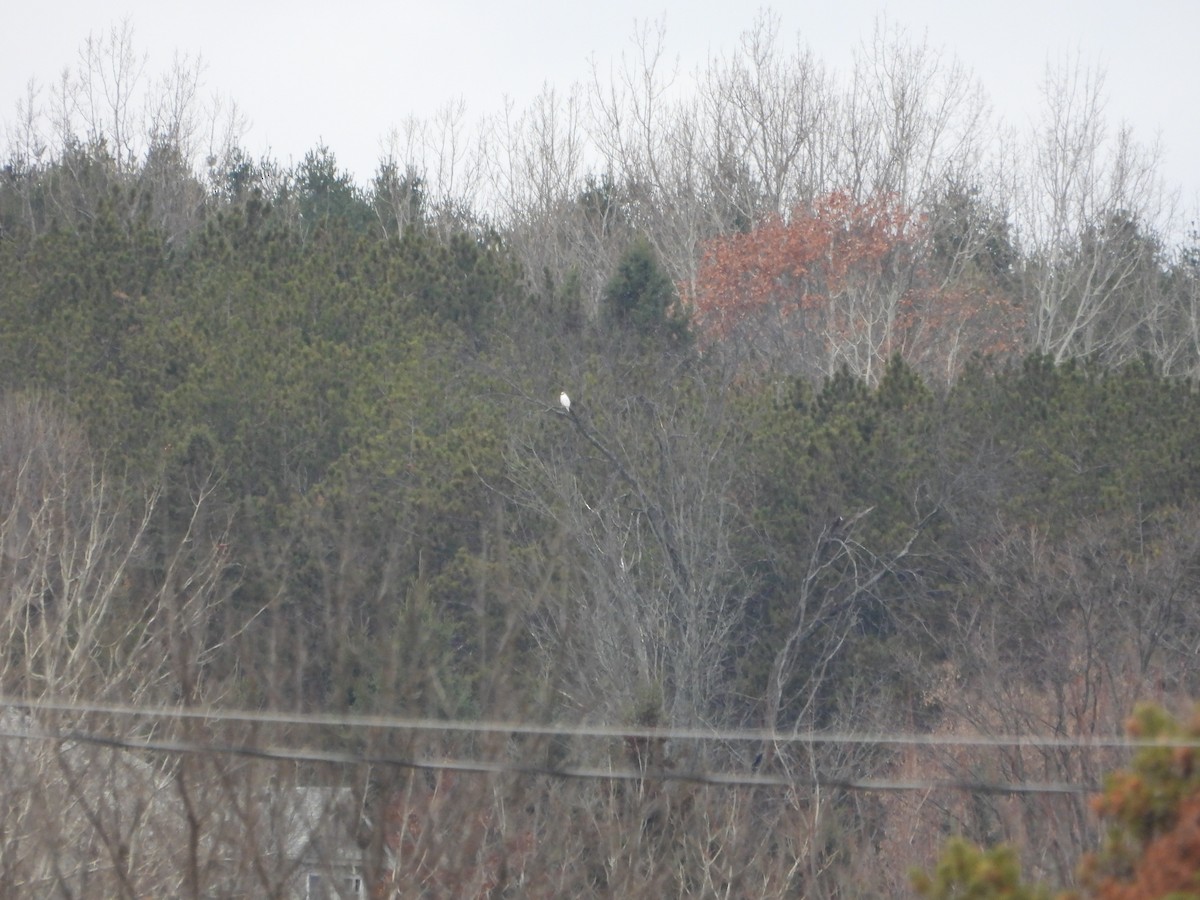 Red-tailed Hawk - ML645656634