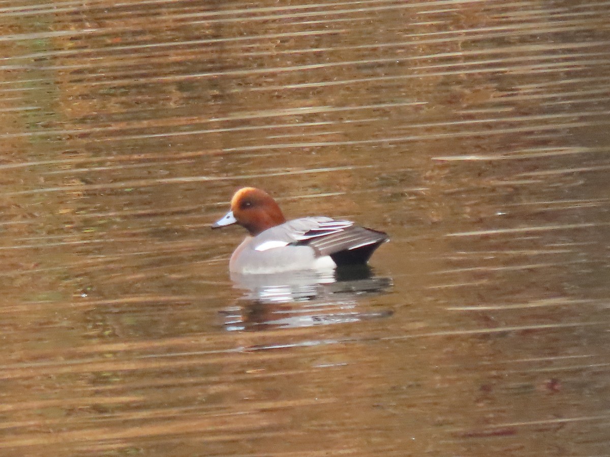 Eurasian Wigeon - ML645656637