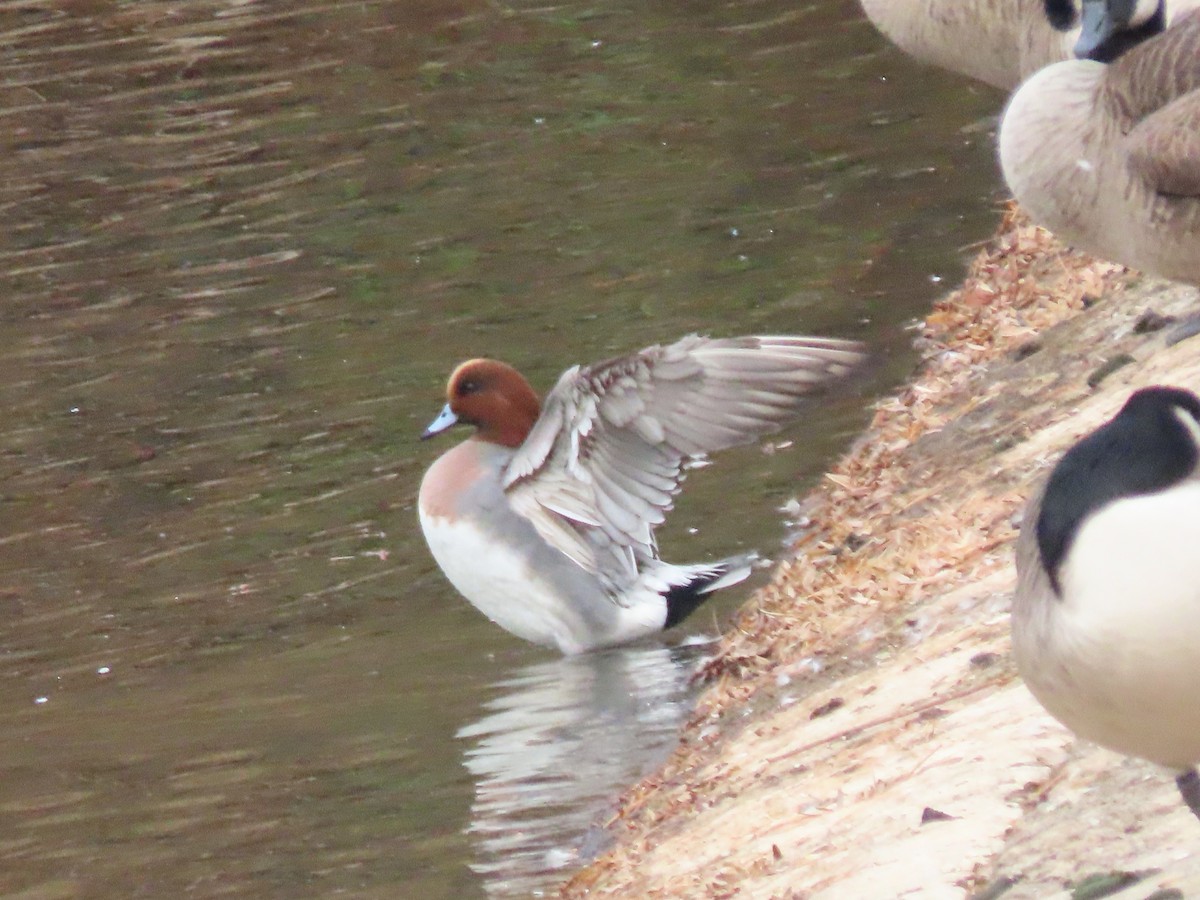 Eurasian Wigeon - ML645656640