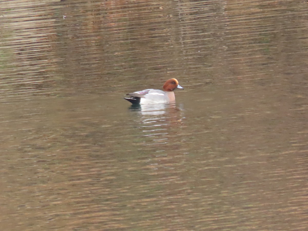 Eurasian Wigeon - ML645656642