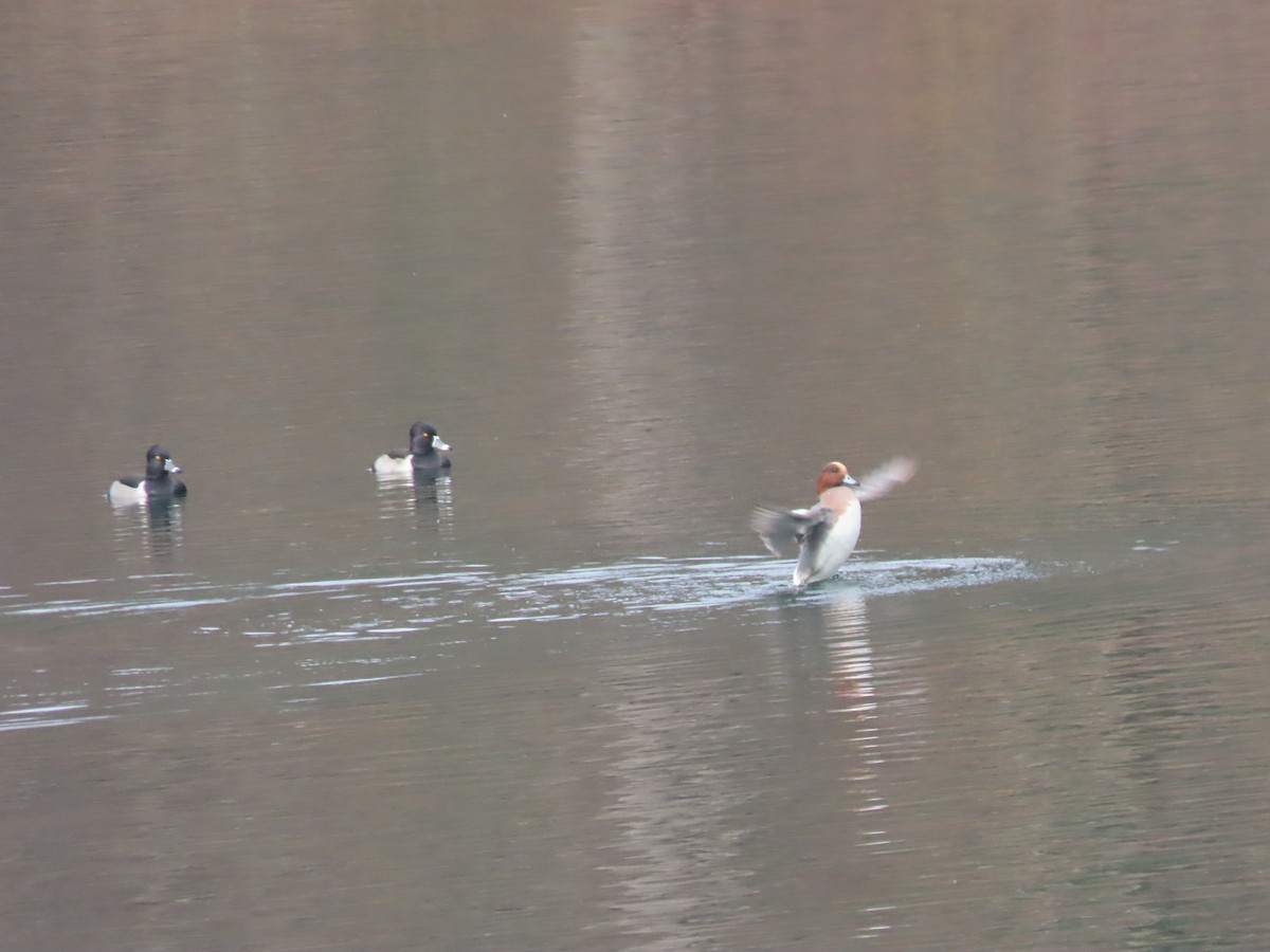 Eurasian Wigeon - ML645656643