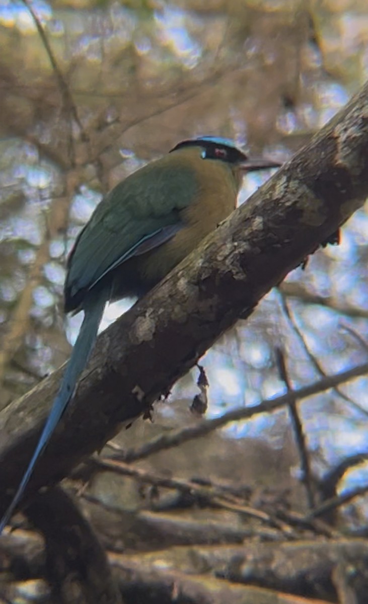 Andean Motmot - ML645656646