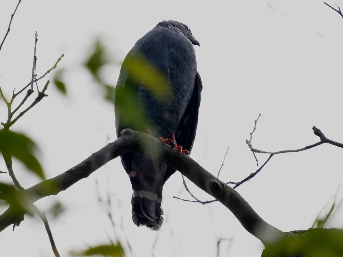 Crane Hawk - ML645656655