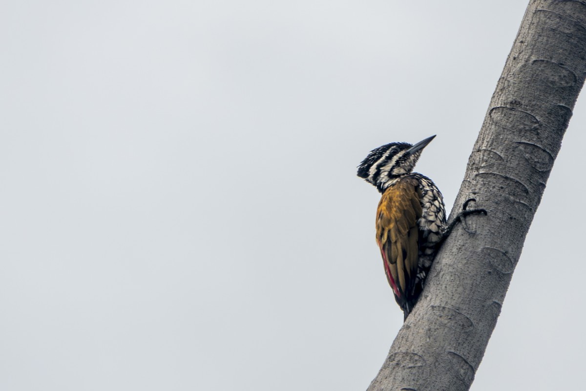 Common Flameback - ML645656657
