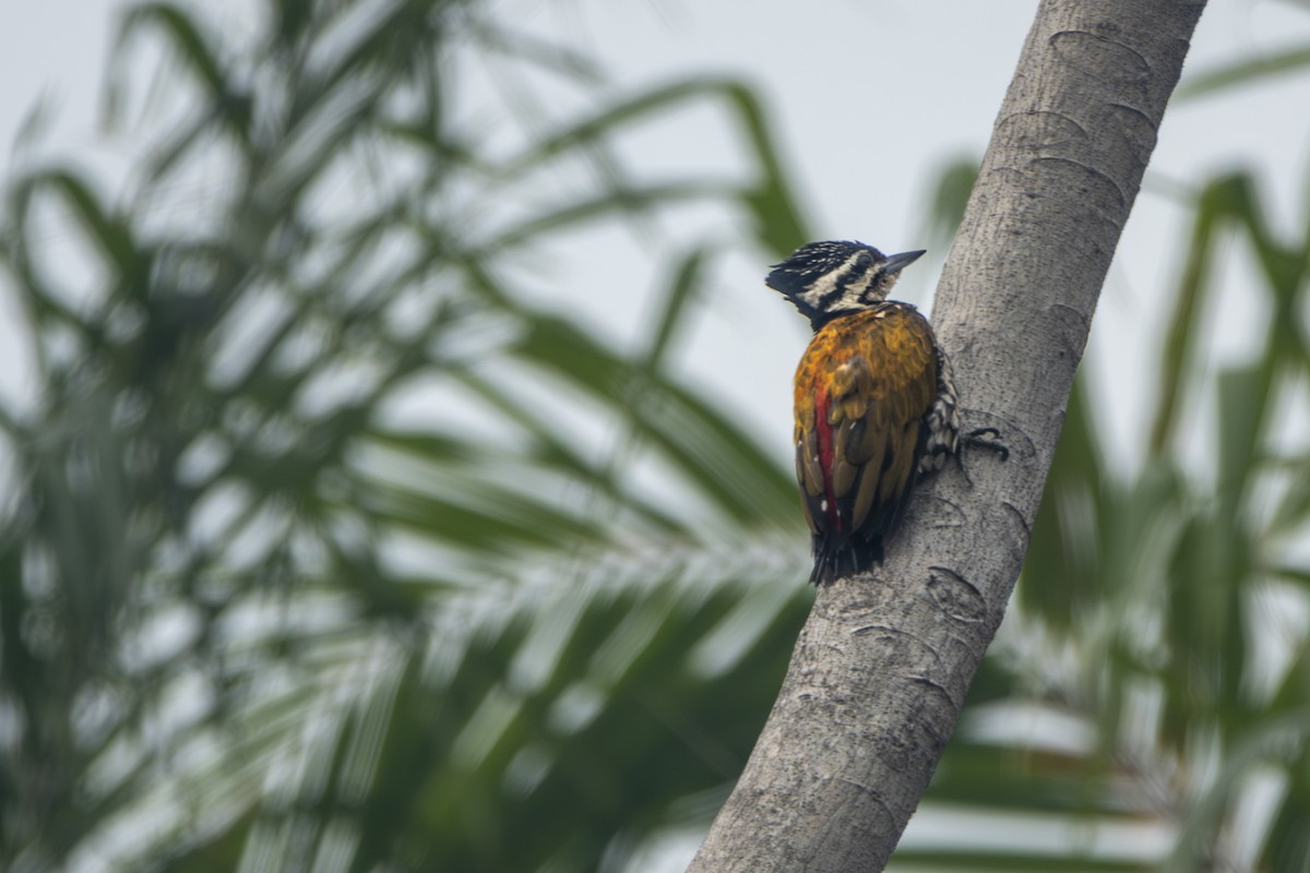 Common Flameback - ML645656658
