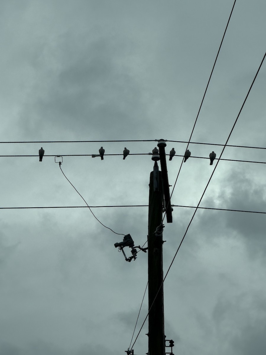 Eurasian Collared-Dove - ML645656660