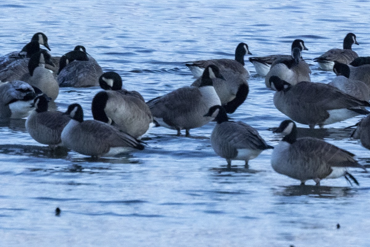 Харлаг галуу - ML645656678