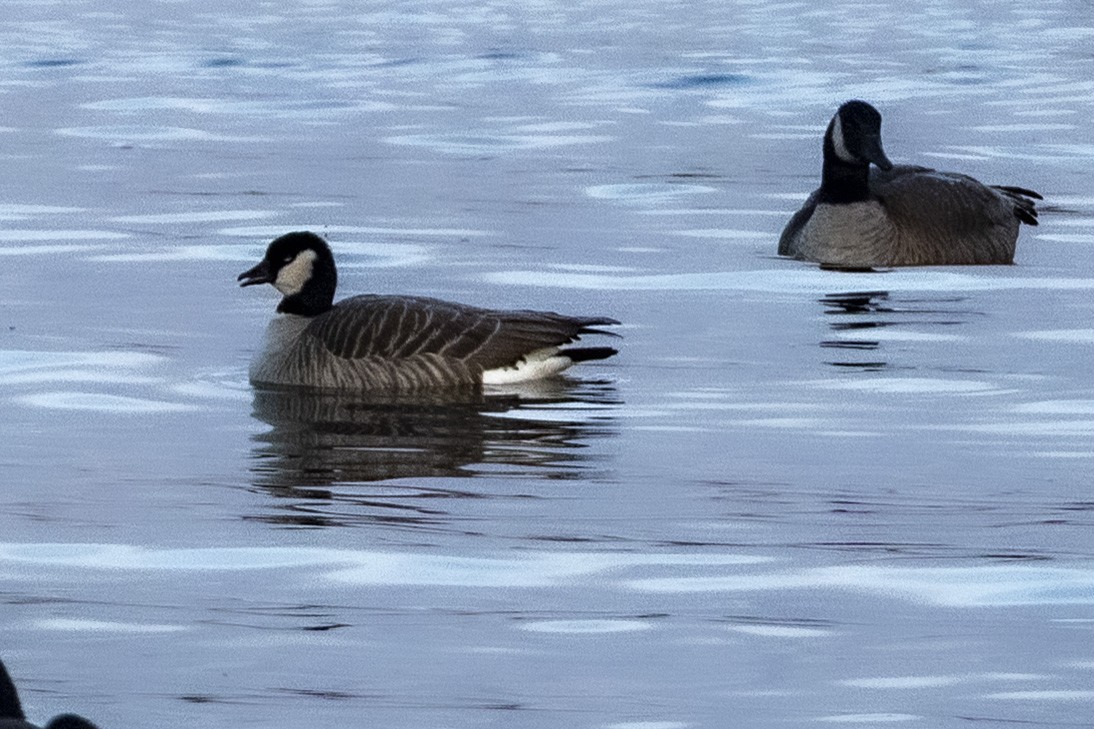 Харлаг галуу - ML645656679