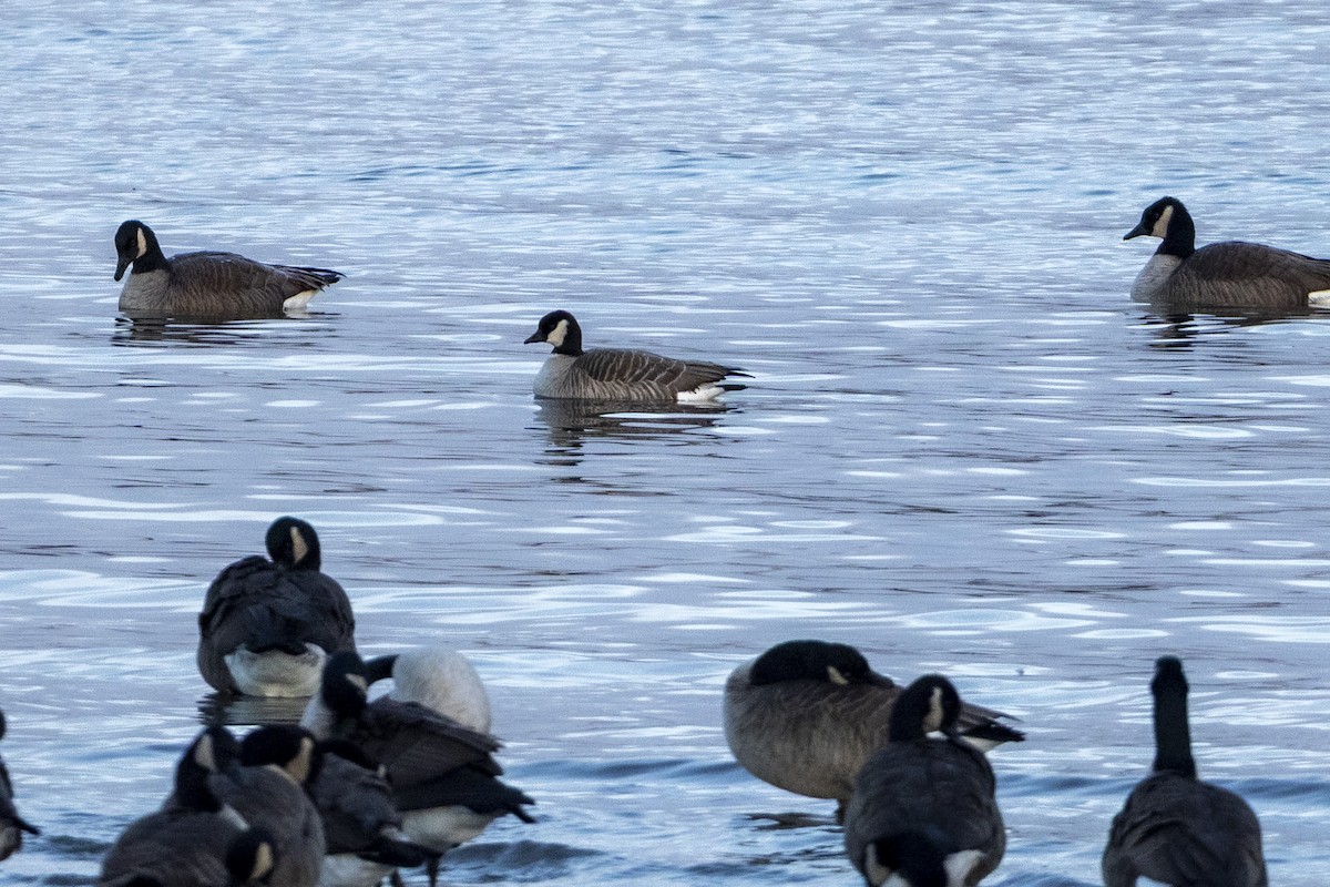 Харлаг галуу - ML645656680
