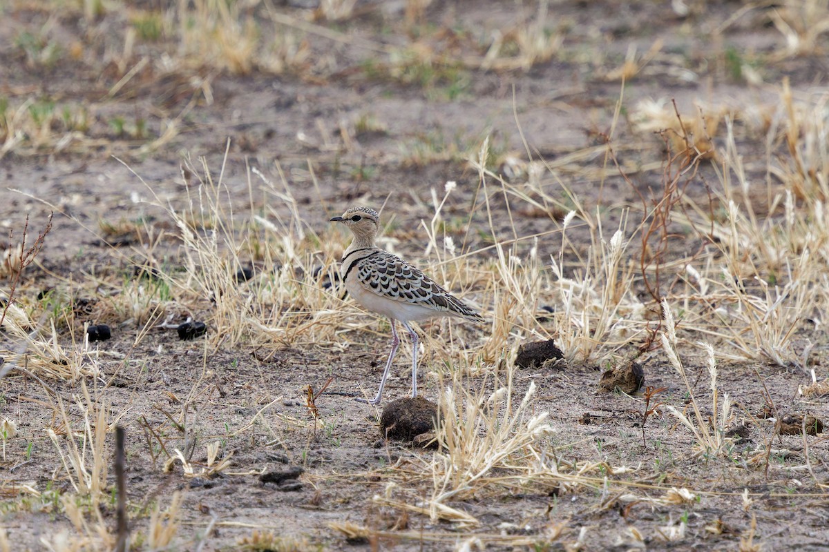 Double-banded Courser - ML645656685