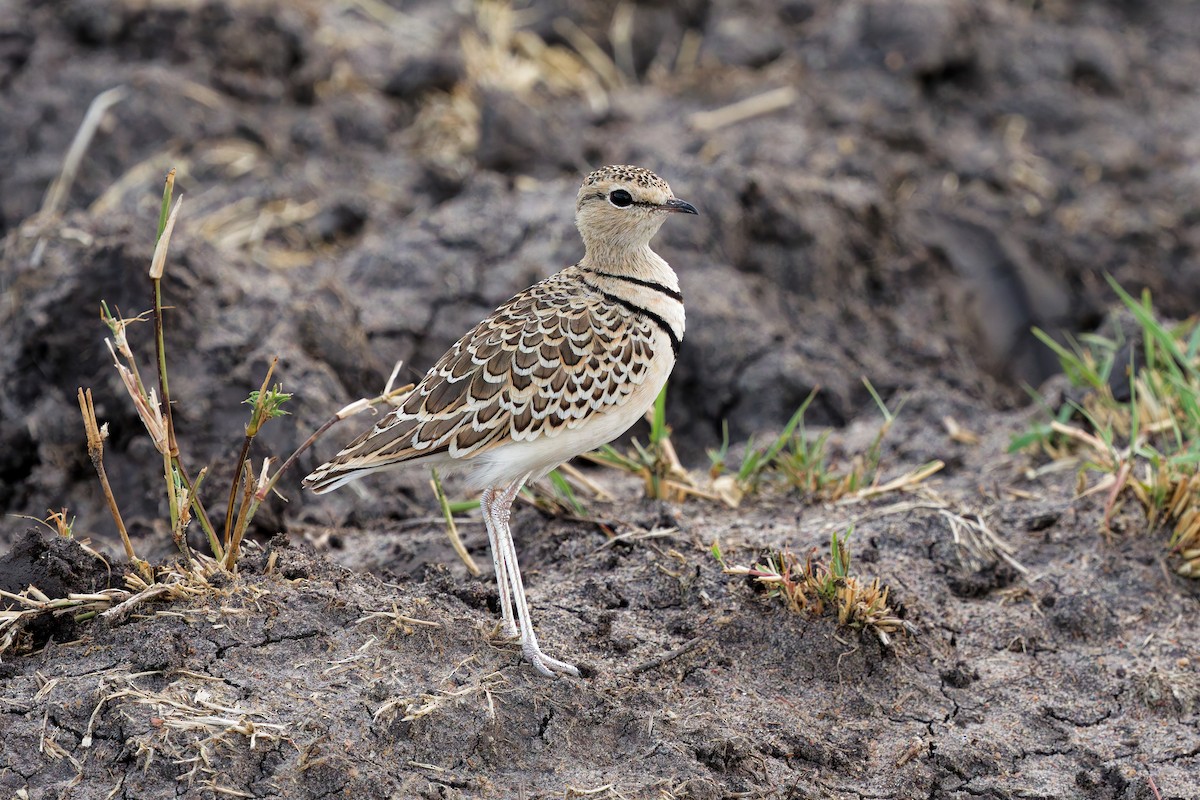 Double-banded Courser - ML645656686