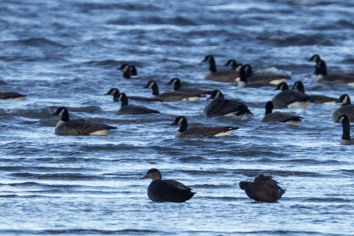 American Black Duck - ML645656690