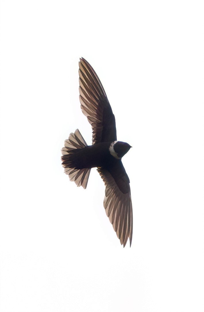 halsbåndseiler - ML645656699