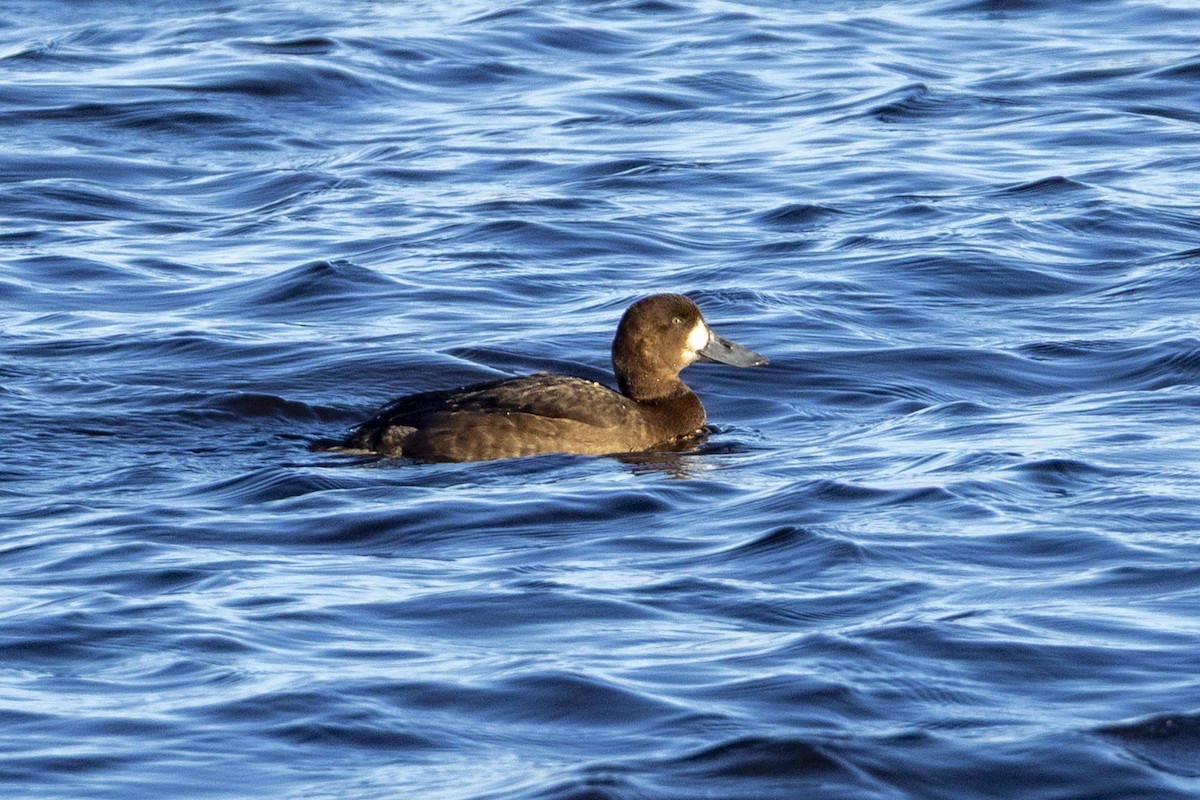 Greater Scaup - ML645656700
