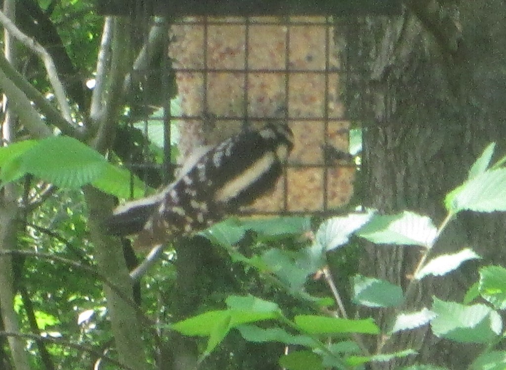 Downy Woodpecker - ML645656701