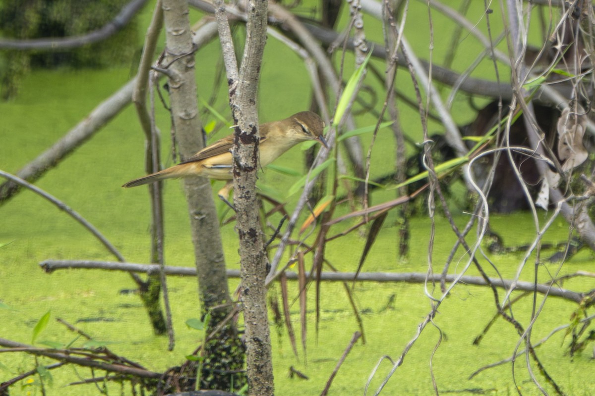 Oriental Reed Warbler - ML645656713