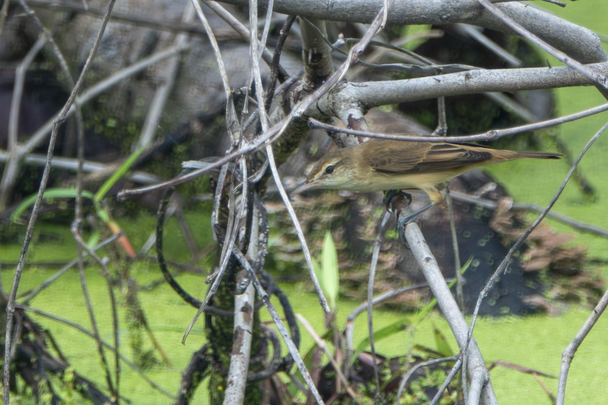 Oriental Reed Warbler - ML645656714
