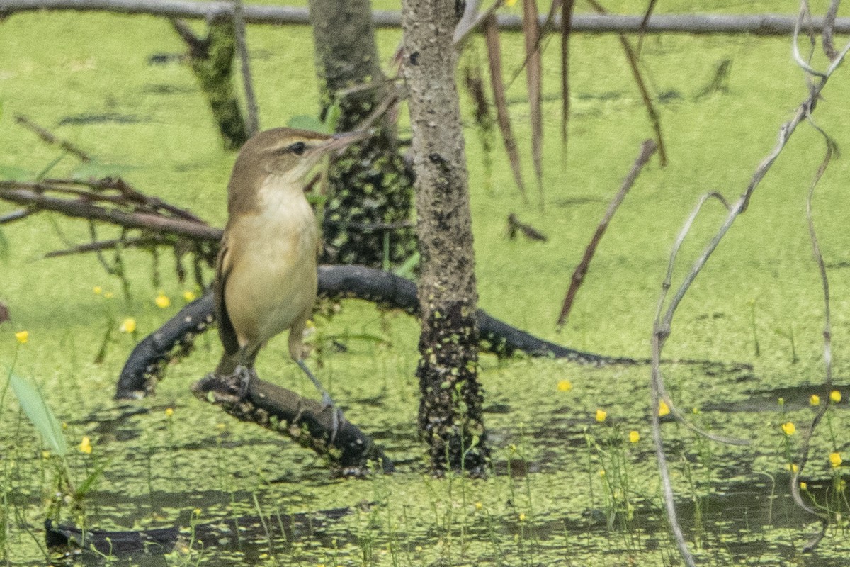 Oriental Reed Warbler - ML645656715