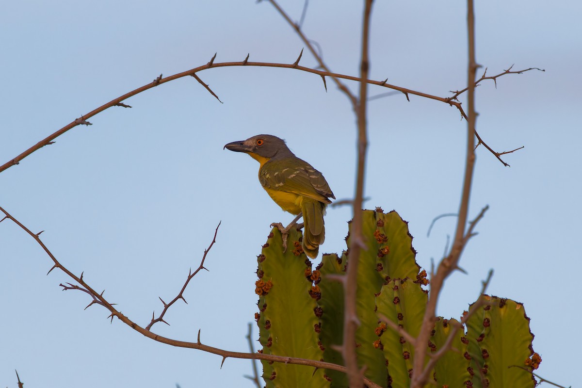 Gray-headed Bushshrike - ML645656716