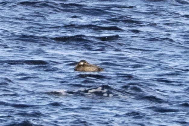 монхдой - ML645656723