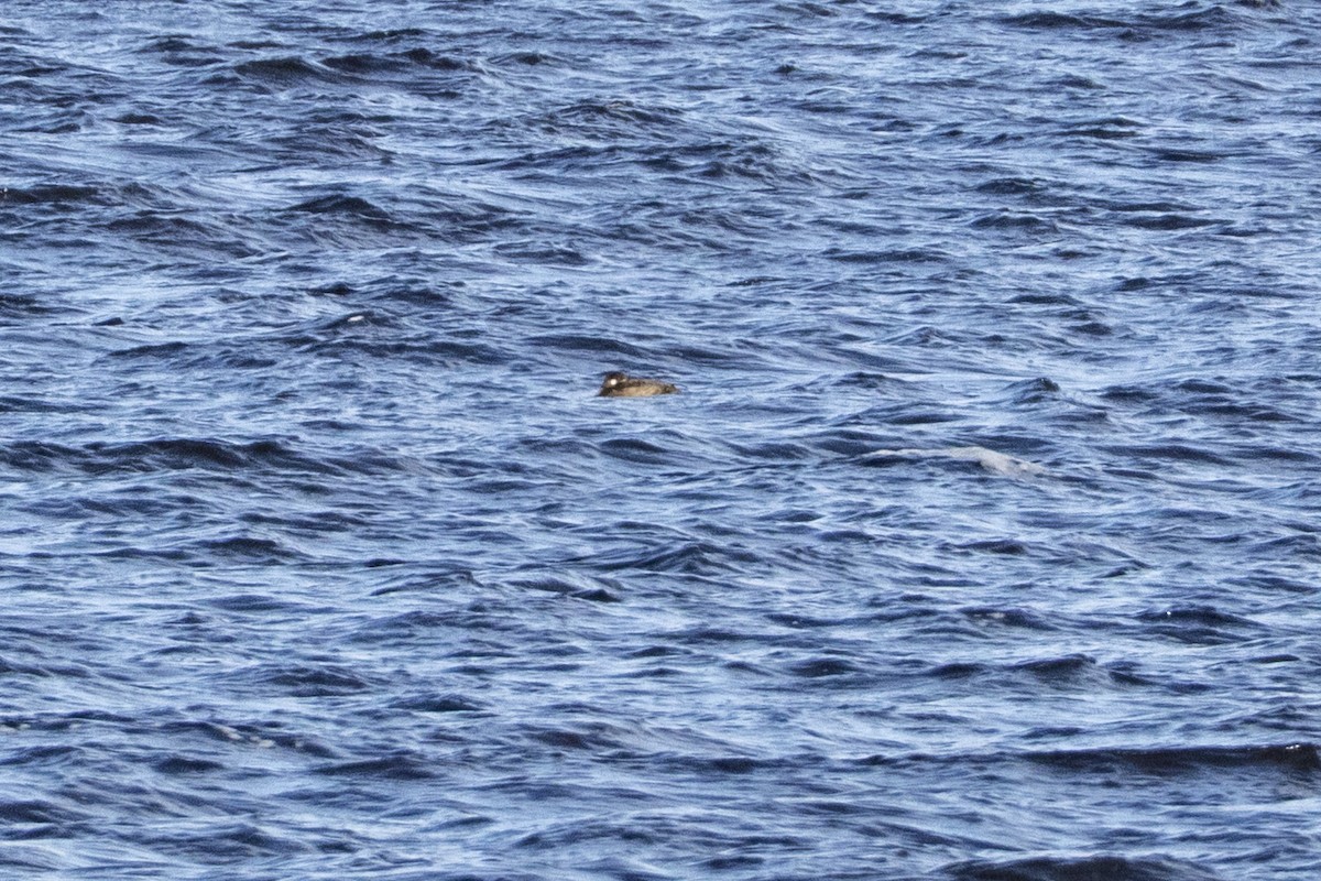 монхдой - ML645656724