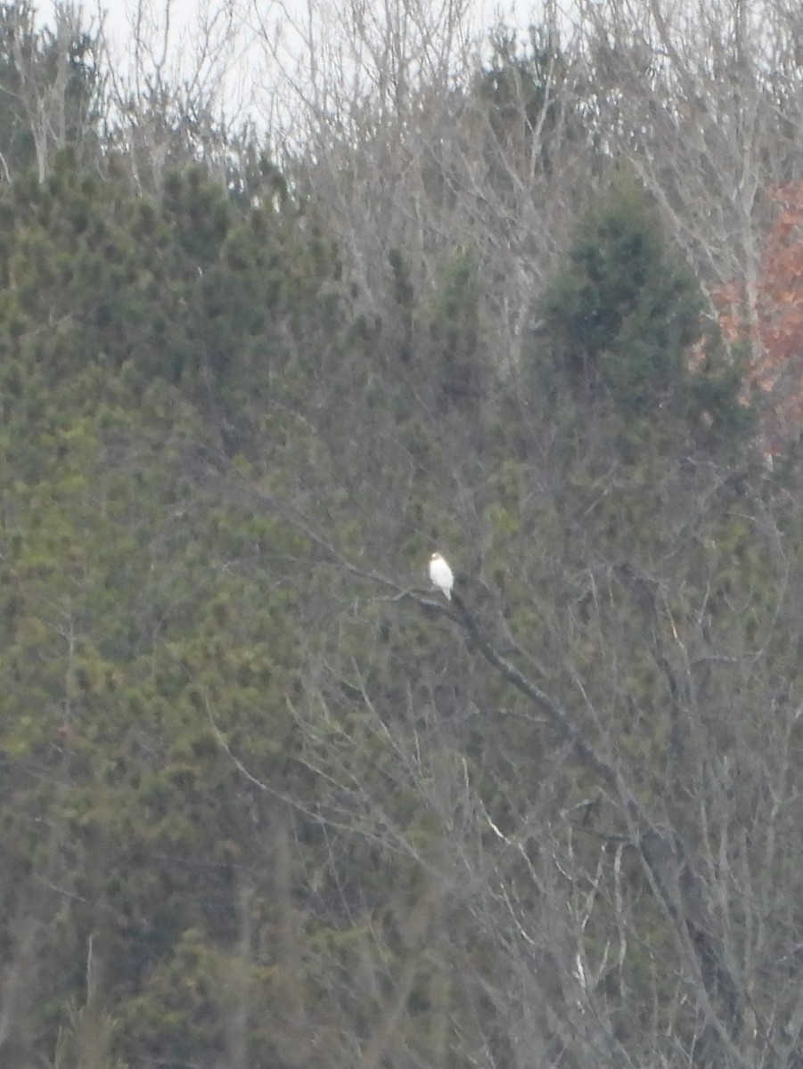 Red-tailed Hawk - ML645656725