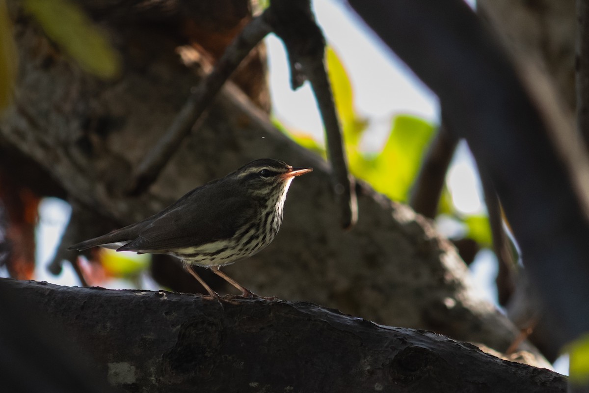 Northern Waterthrush - ML645656727