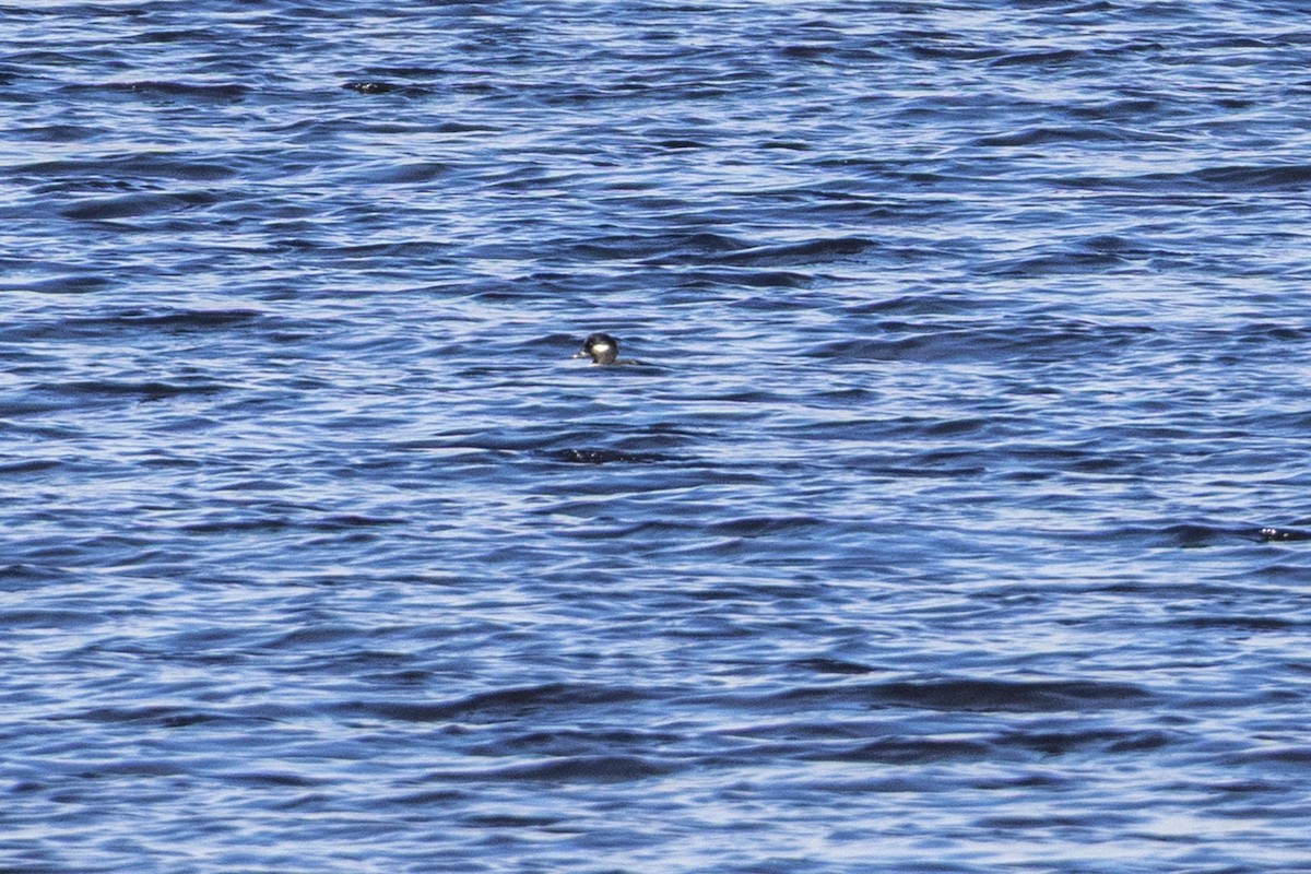 Bufflehead - ML645656728