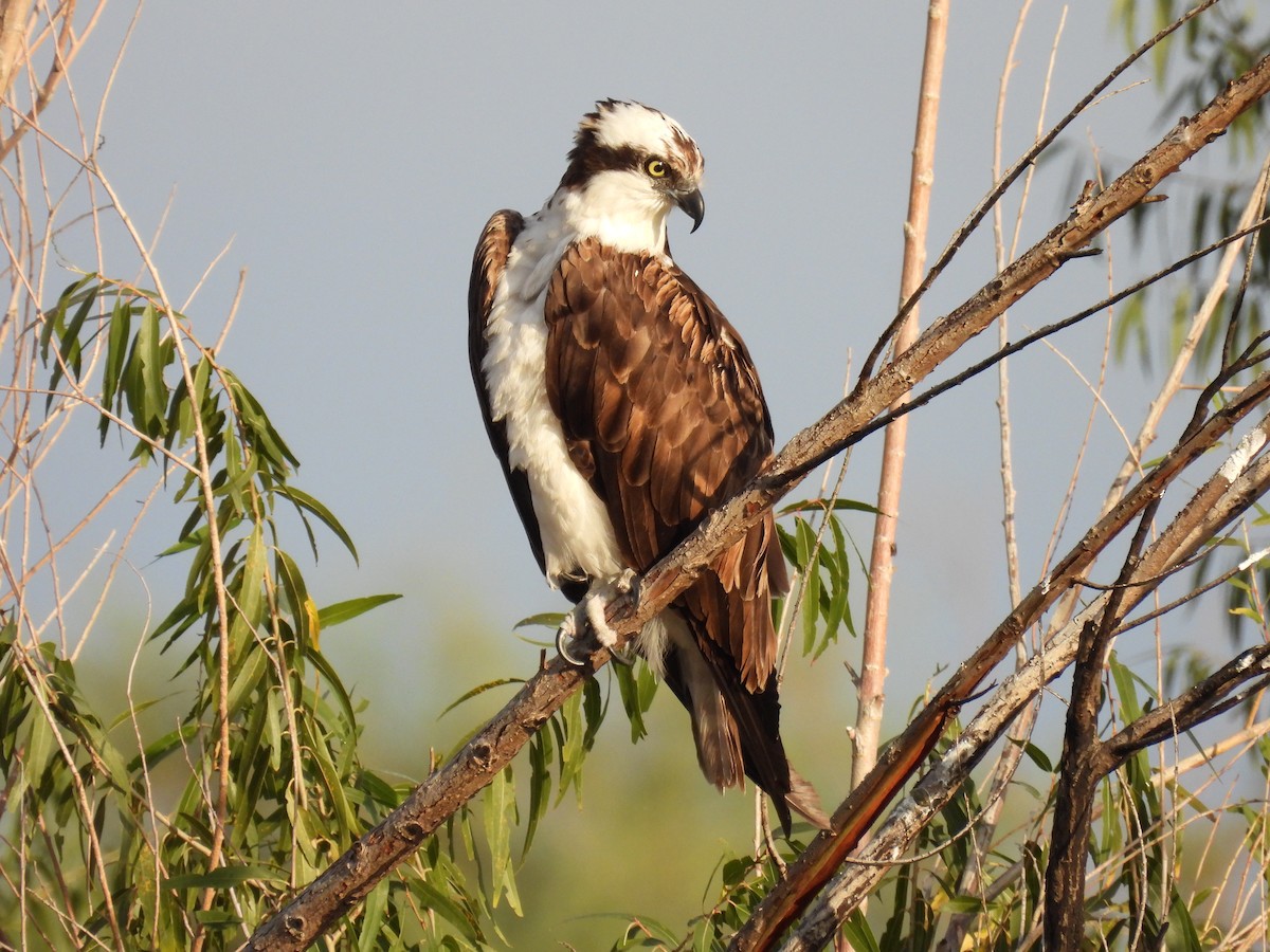 orlovec říční - ML645656729