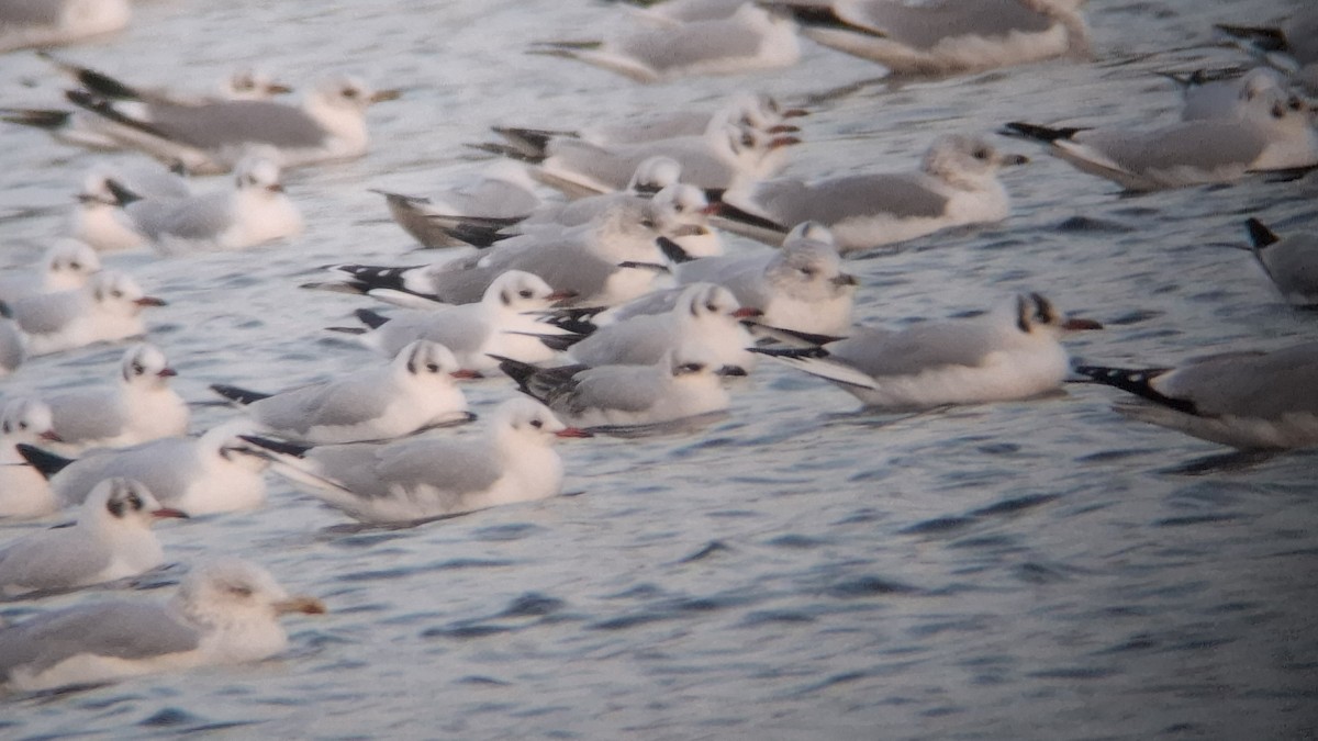 racek černohlavý - ML645656731