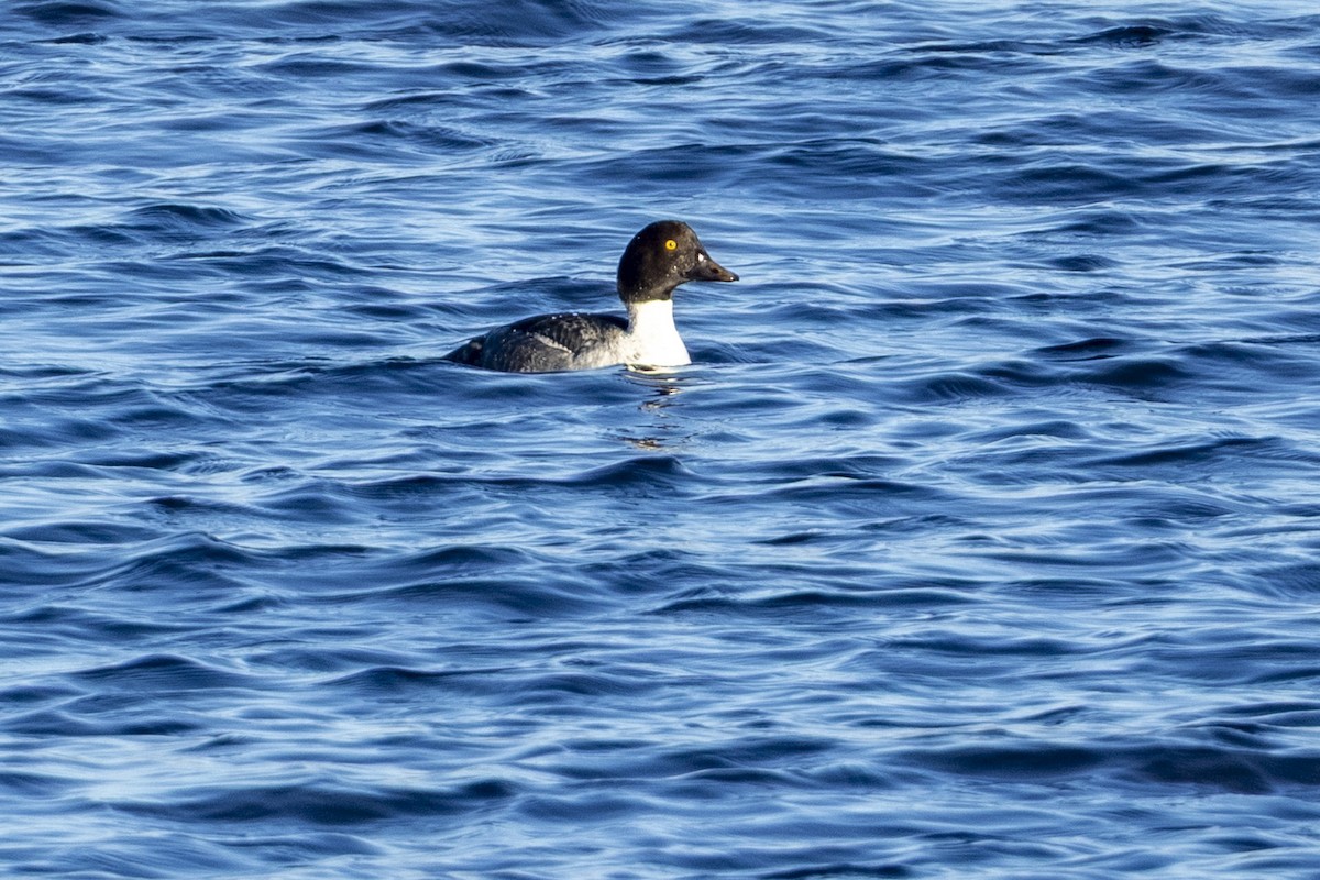 Алаг шунгаач - ML645656732