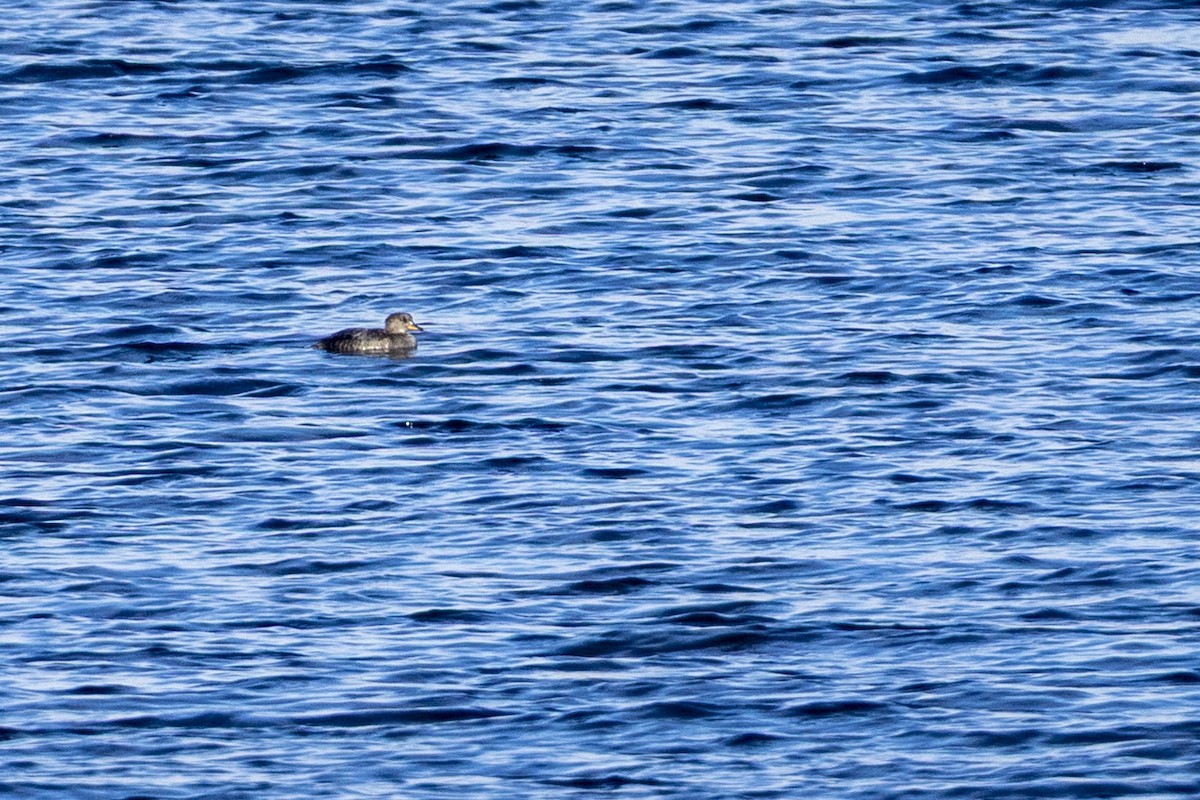 Hooded Merganser - ML645656739