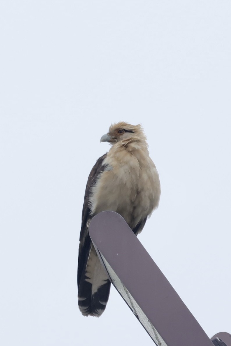 Yellow-headed Caracara - ML645656740