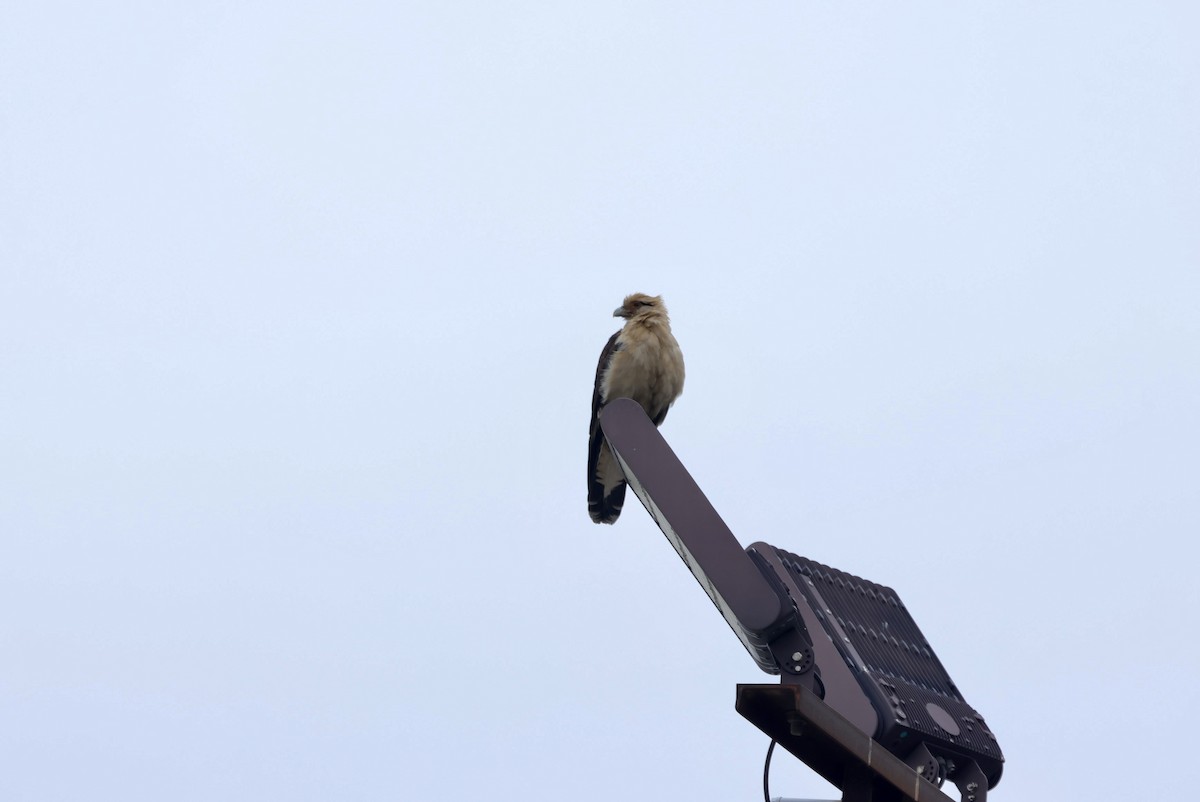 Yellow-headed Caracara - ML645656741