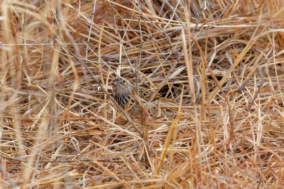 Bush Pipit - ML645656742