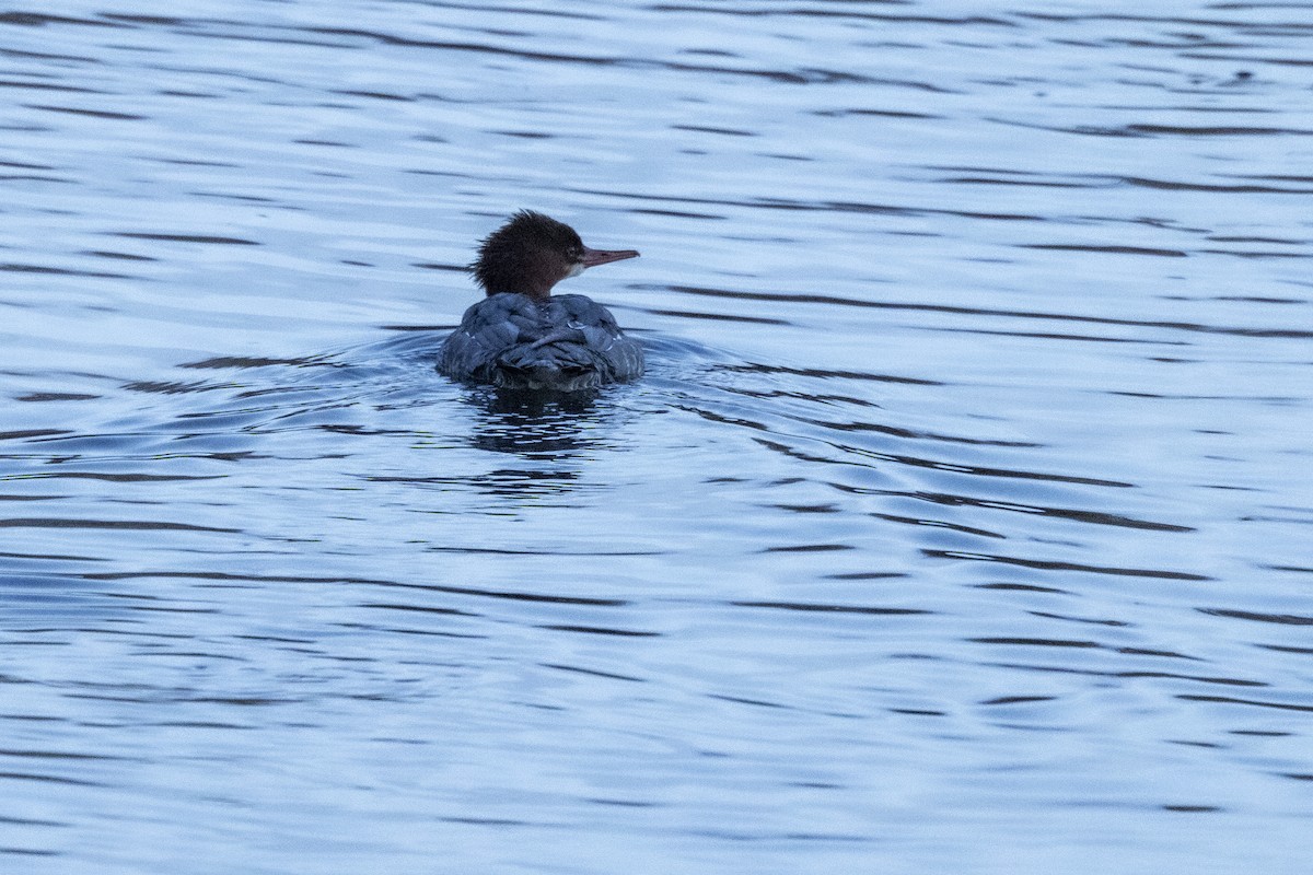 Хумхин бохио - ML645656745