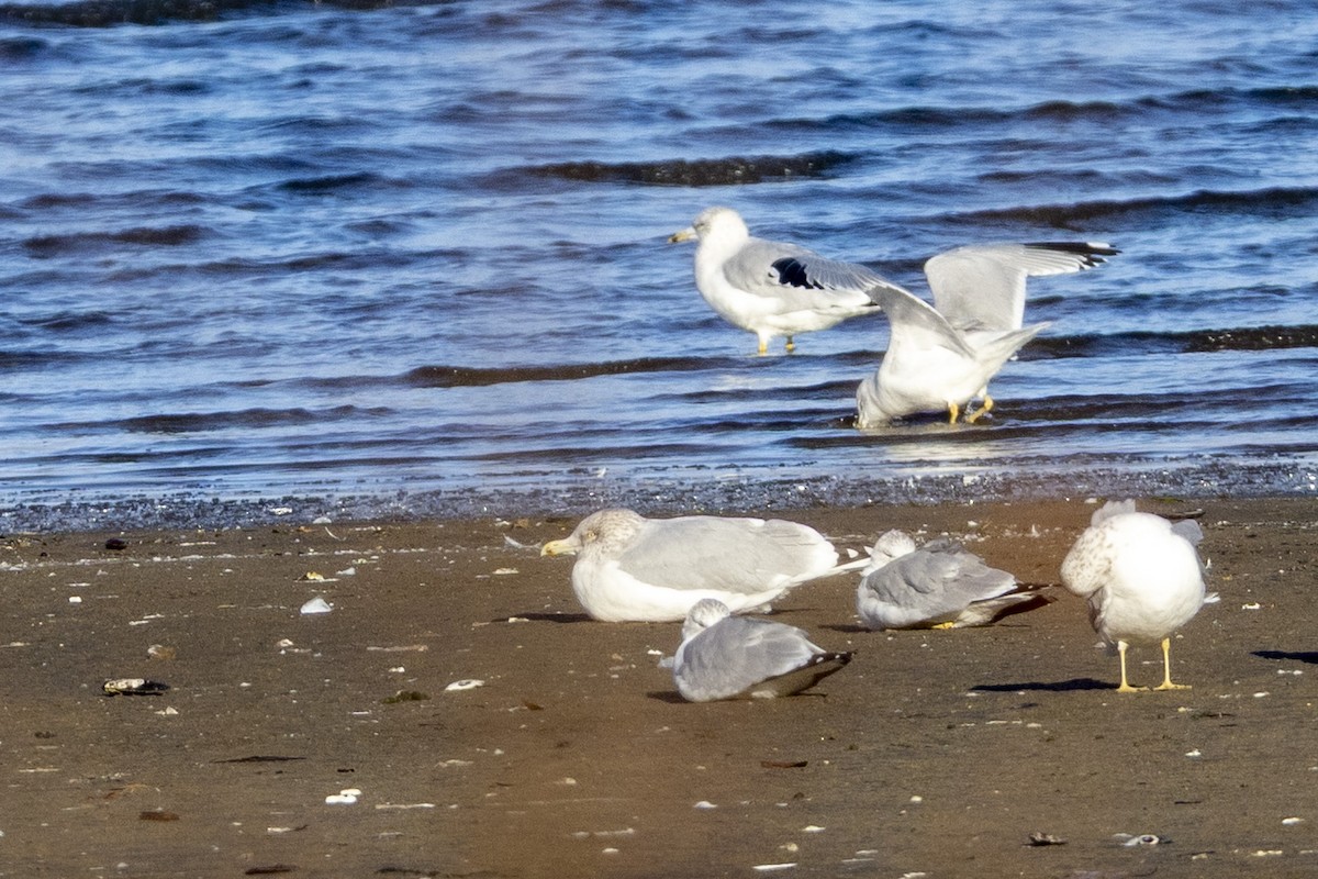American Herring Gull - ML645656747